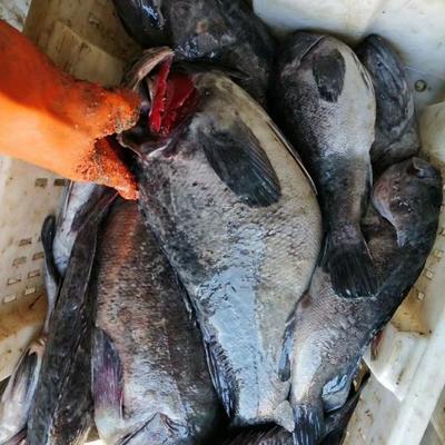 威海水产品批发市场:乌鱼花大量上市,市场交易相对旺盛