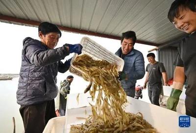 河北曹妃甸:"盐田虾"收获加工忙