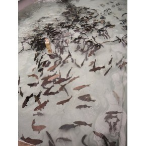 海南嘉潭勃鑫水产品