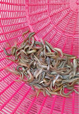 长期收购台湾泥鳅_泥鳅价格_中国水产养殖网