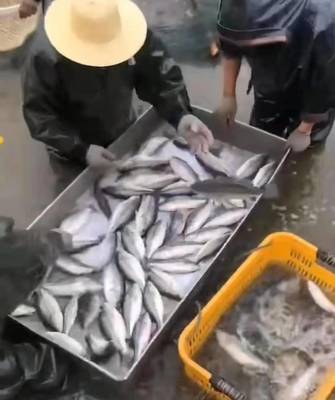 有涨有跌,加州鲈鱼后市价格会怎么走?