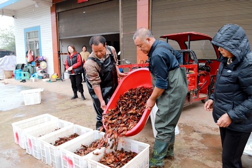 宜宾南溪:早虾价格诱人 稻虾田里喜话丰年