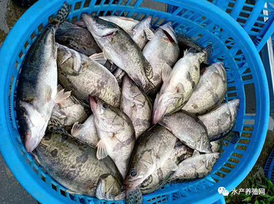 鳜鱼黑鱼黄颡鱼跌价,加州鲈稳定鮰鱼略涨!7月广东市场恢复能否刺激鱼价?