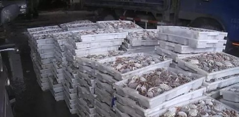 且吃且珍惜!近期部分新鲜渔货价格最高上涨20%
