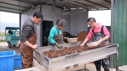 【攻坚主战场】永新:尝鲜正当时 小龙虾抢先上市