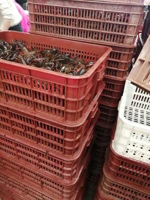 [潜江小龙虾批发]湖北武汉洪山区小龙虾 13.00元/斤湖北清水 _ 一亩田