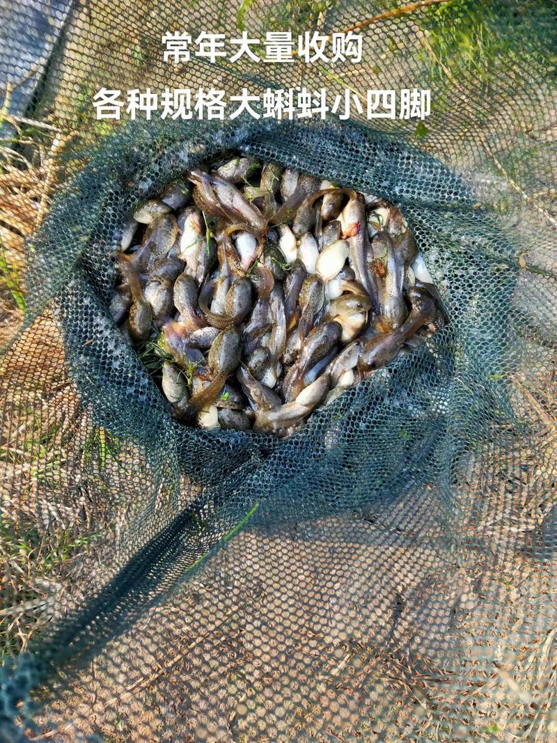 常年大量收购(出售)各种规格大蝌蚪苗小四牛蛙苗#水产养殖 #