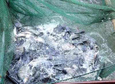 在这里,“滚水活鱼”开启水产养殖新模式!