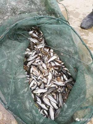 这件事千万不能干!洪湖已有4人被抓