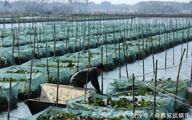 80万斤上市,收购价大跌10元,市场价仍不便宜,农民:谁捣乱?
