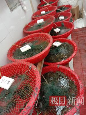 中秋节后,省内螃蟹密集爬上武汉市民餐桌,一斤最高100元!
