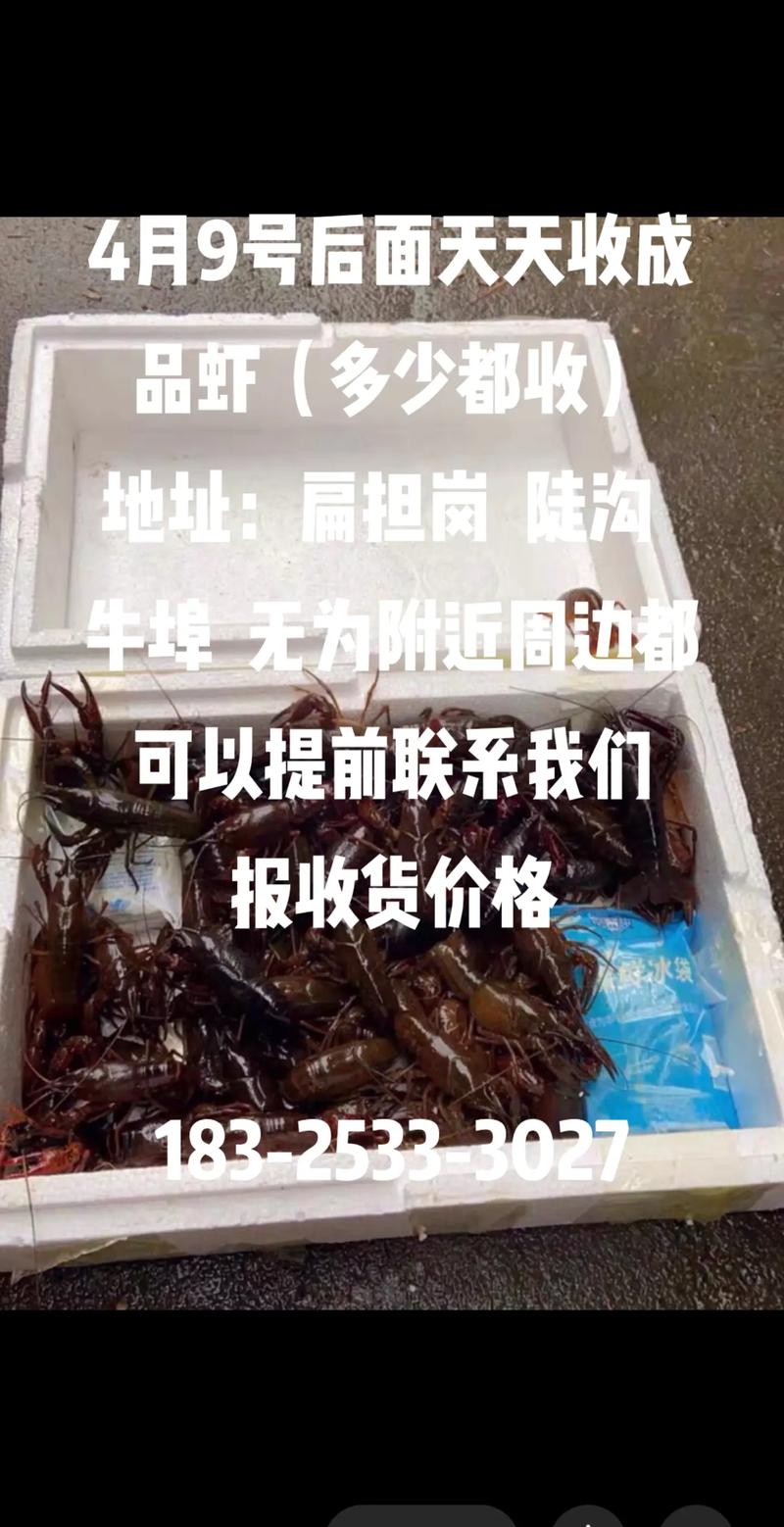 无为附近周边高价收购小龙虾#抖音助农 #小龙虾 #水产人 #
