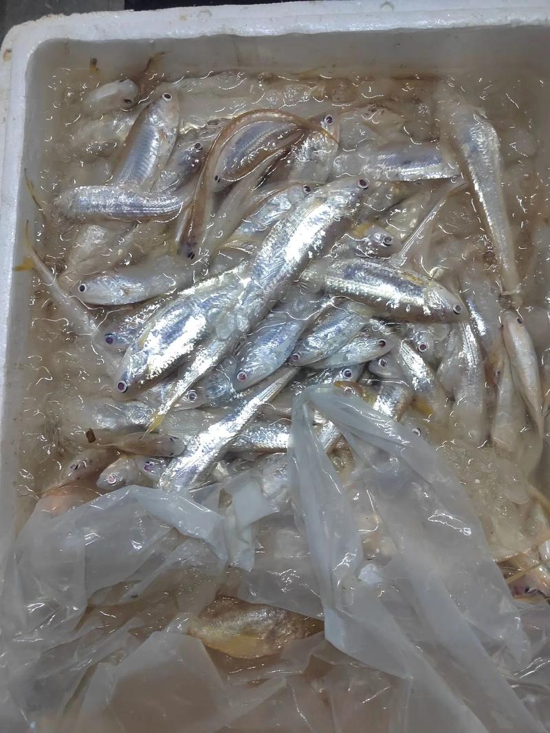 大量收购王鱼,王皮头,马齐鱼,鱼虾