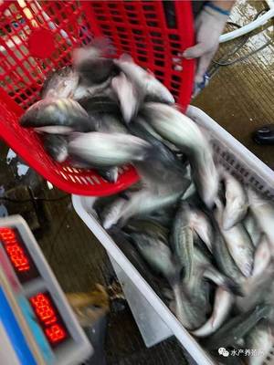 这条鱼每天都在降价,养殖户肉疼!饲料厂又降价了,为什么会有养殖户更担心了?