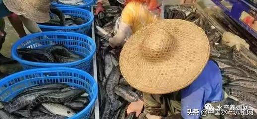 收购价上扬,胆大的已开始赌明年高价!节前黑鱼塘口价格上涨、市场却有疲态