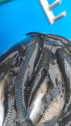 雄少水产资源分享