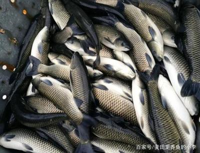 开始掉价?草鱼鲫鱼价格涨到顶了吗?短暂调整后还会再涨吗?