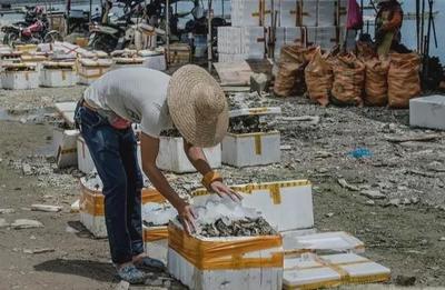 12万吨生蚝上市,收购价下跌,3元一斤卖不动,养殖户:白干了