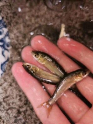 供应青鱼苗收购-收购青鱼苗收购-活泼水产