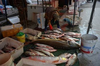全国最大的淡水鱼市,百斤大鱼“白菜价”贱卖,偶遇“水中大熊猫”