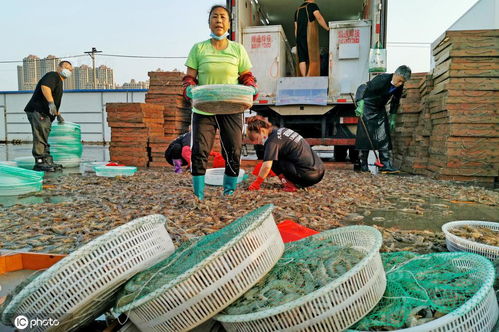 辽宁大连湾水产品交易市场开市 车水马龙 购销两旺