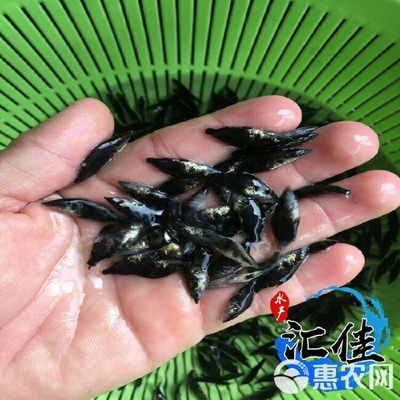 优质鳜鱼苗批发，助力水产养殖业发展