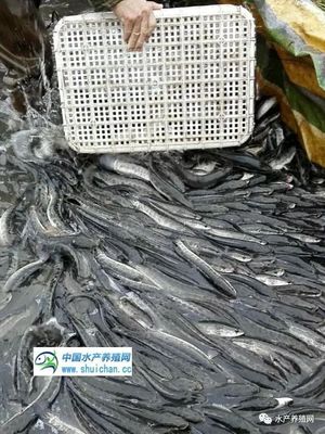 黑鱼价格走俏，水产品养殖规模明年或迎扩张潮