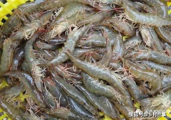 湛江突发疫情引发进口虾安全反思，国产对虾后市价格或迎上涨契机