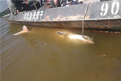 千斤百岁鲟鳇鱼的生态价值与经济启示