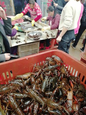 潜江小龙虾批发 湖北武汉洪山区清水养殖优势