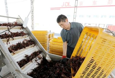 彭泽县小龙虾 水产品收购助力产业升级,“链”出20亿元大产业