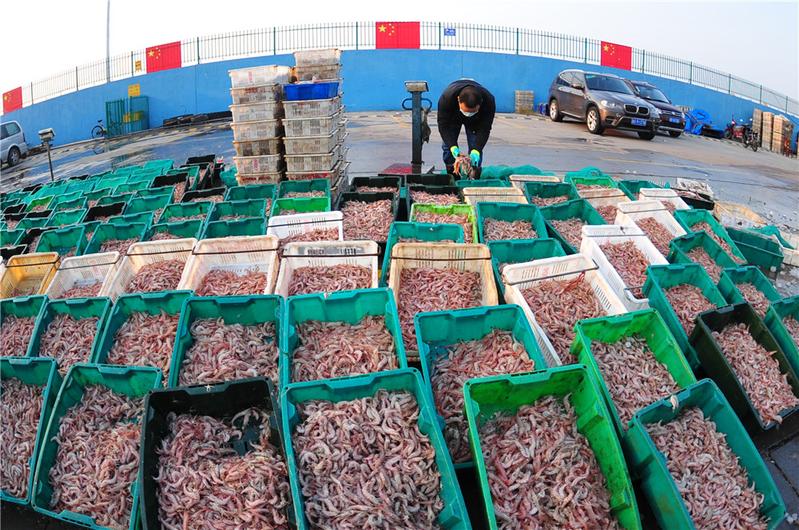 沙子口渔港复工,3000斤八带与蛎虾一小时售罄,水产品市场复苏强劲