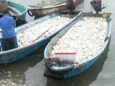湛江麻章区料村300余万条金鲳鱼暴毙,水产养殖业遭遇重创