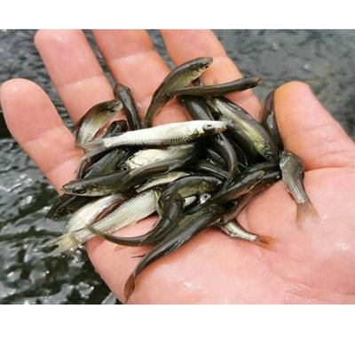 大气淡水水产品批发 市场现状与发展策略