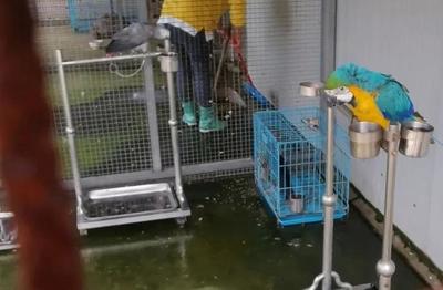 蓝眼凤头鹦鹉 生态特征与保护现状与水产品收购行业之无关性探讨