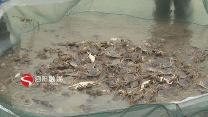 泗阳:特色农业百花齐放助力乡村振兴稳步推进