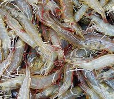 海涂南美白对虾亩产效益提升